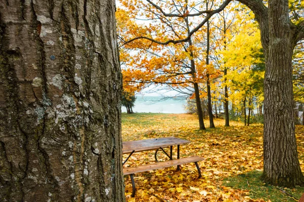 Empty Bench Park Autumn — Stock Photo, Image