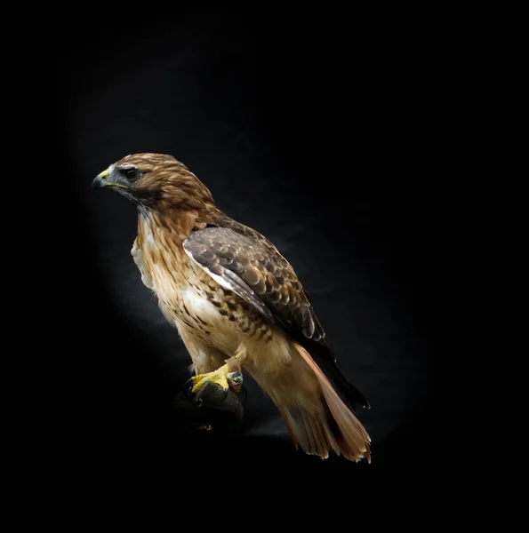 Studio Colpo Falco Ferruginoso Uccello Appollaiato Sfondo Nero — Foto Stock