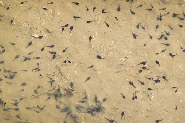 High Angle View Tadpoles Pond — Stock Photo, Image