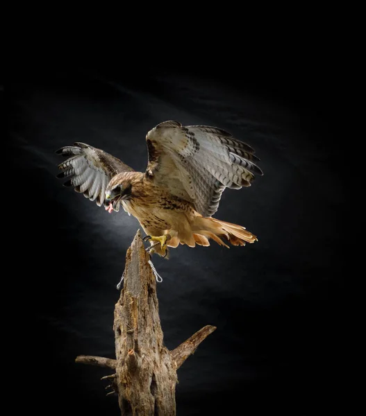 Habichtsvogel Trägt Nahrung Schnabel Auf Baumstamm Mit Ausgebreiteten Flügeln Vor — Stockfoto