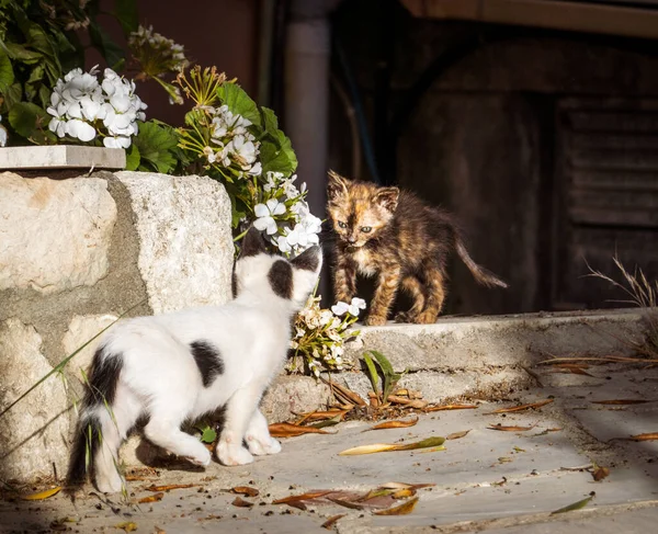 Dos Gatos Mirándose Suelo —  Fotos de Stock