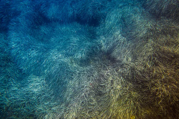 サンゴの海底のクローズアップ — ストック写真