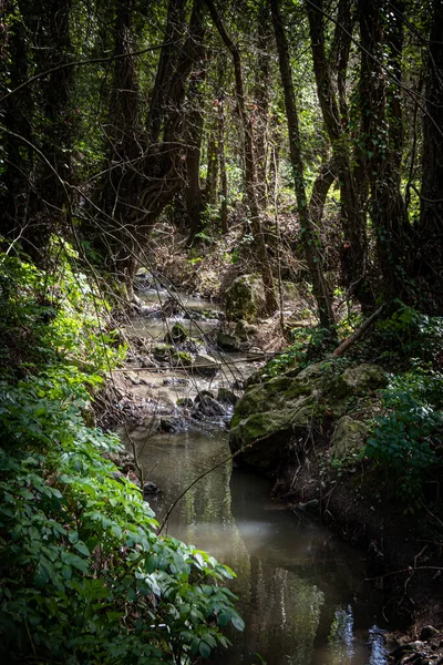 Arroyo Entre Rocas Bosque Profundo —  Fotos de Stock