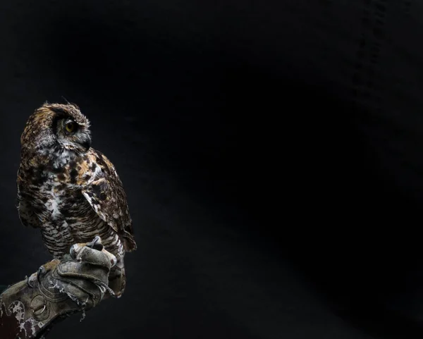 Portrait Horned Owl Perched Trainer Hand Looking Away Black Background — Stock Photo, Image