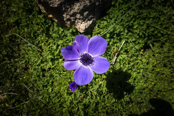 Close Purple Flower Blooming Sunny Day — Stock Photo, Image