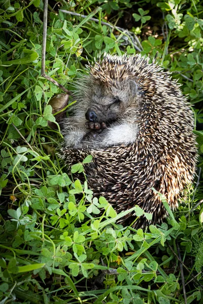 Primer Plano Erizo Marrón Durmiendo Una Planta Pequeña — Foto de Stock