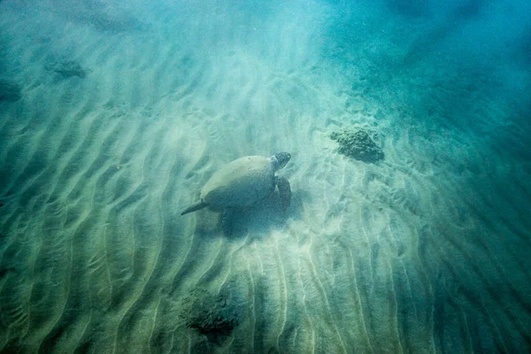 Sea Turtle Shallow Water Sand — Stock Photo, Image