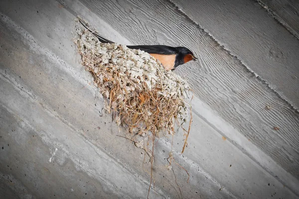 Laag Hoekzicht Van Vogelnest Hoek Van Muur Cieling — Stockfoto