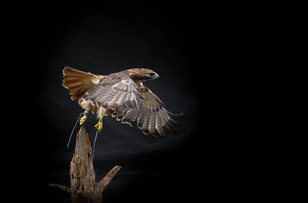 Uccello Falco Ferruginoso Decollare Dal Tronco Albero Rotto Sullo Sfondo — Foto Stock