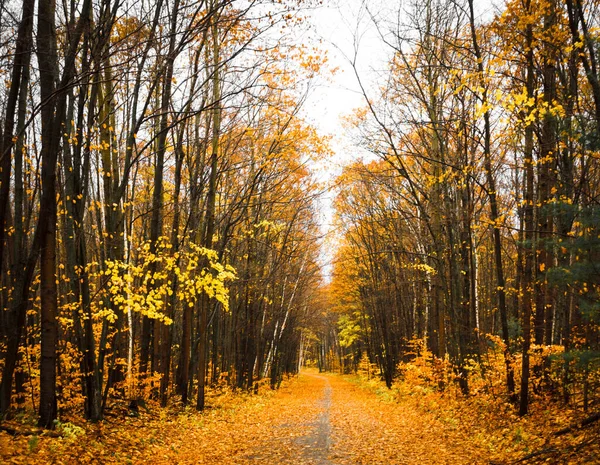 Escénica Vista Otoño Tress — Foto de Stock