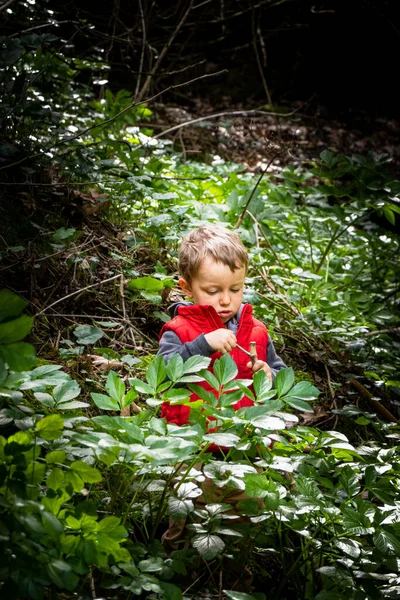 Young Boy Looking Twig Forest — Stock Photo, Image