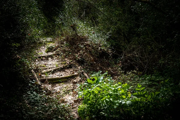 Άποψη Του Κενού Μονοπατιού Στο Δάσος — Φωτογραφία Αρχείου