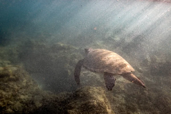 Sea Turtle Shallow Water Coral Reef — Stock Photo, Image