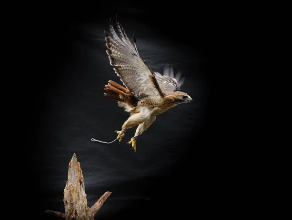 Ferruginous Jestřáb Pták Vzlétnout Kmene Stromu Tmavém Černém Pozadí — Stock fotografie