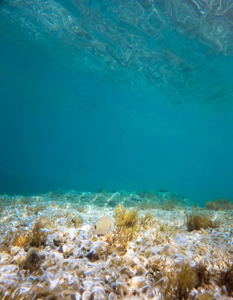 Pesci Subacquei Erba Nell Oceano — Foto Stock