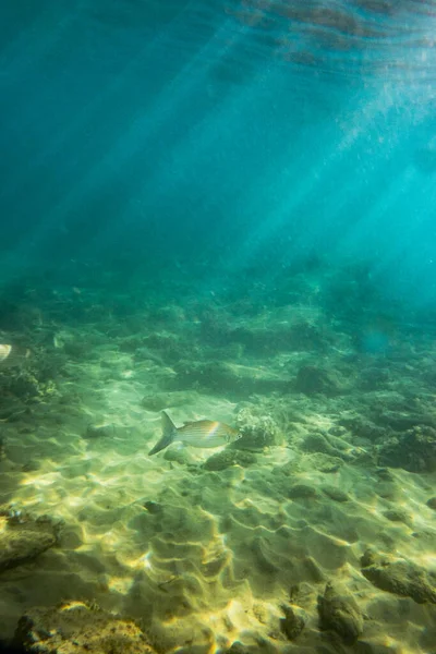 Undervattensfisk Och Rev Djupt Havet — Stockfoto