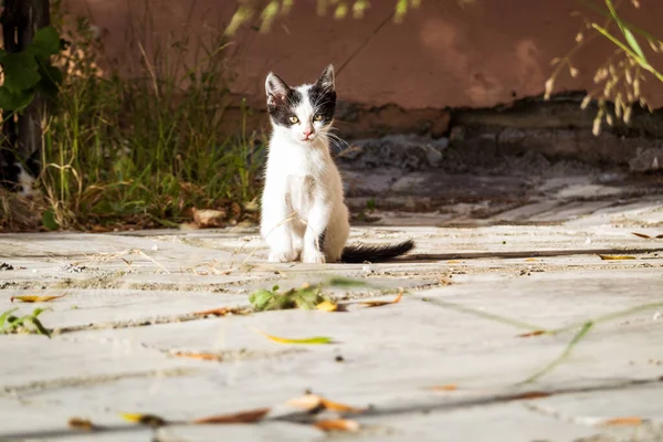 Porträt Eines Weißen Kätzchens Das Auf Dem Boden Sitzt — Stockfoto
