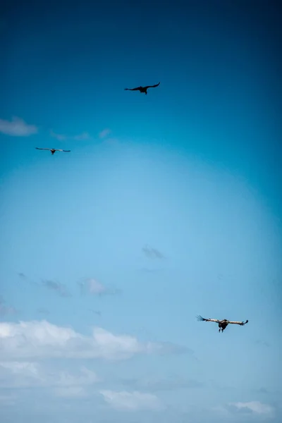 Oiseaux Volant Contre Ciel Nuageux — Photo