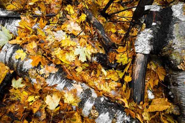 Hoge Hoek Van Gele Herfstbladeren — Stockfoto