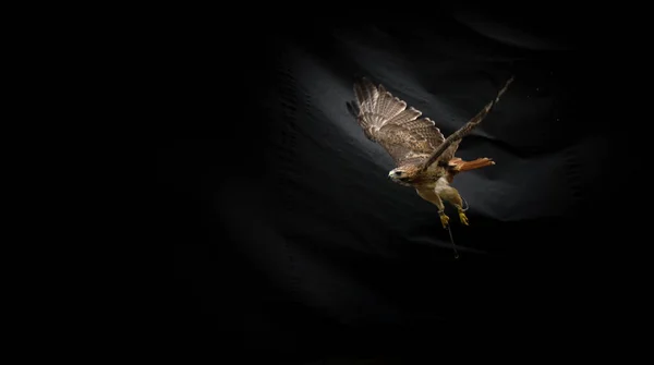 Flygande Ferruginous Hök Fågel Mot Svart Bakgrund — Stockfoto