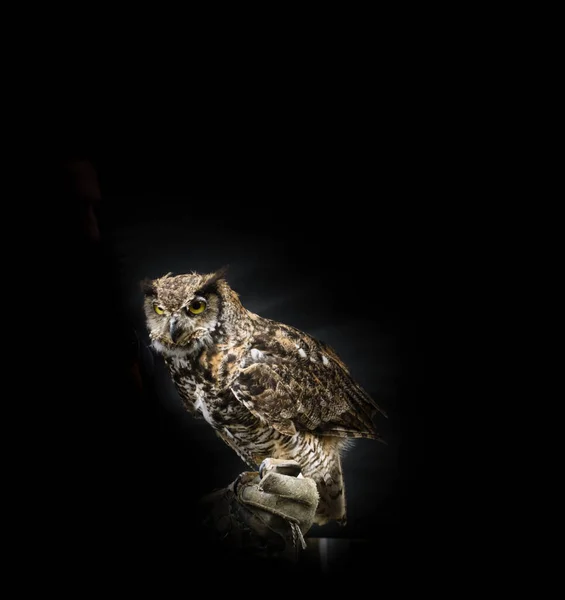 Gehoornde Uil Vogel Zittend Hand Trainer Het Dragen Van Beschermende — Stockfoto