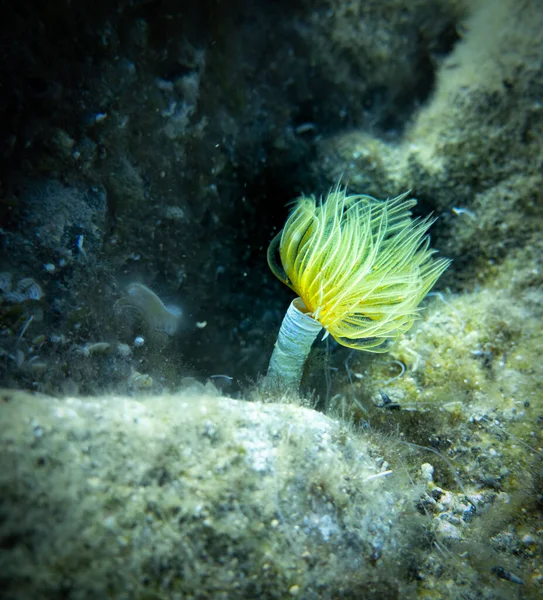 Deniz Altındaki Mercan Resifleri Kapatın — Stok fotoğraf