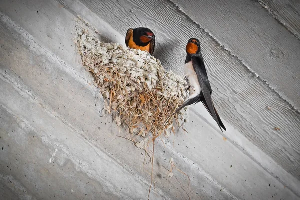 Duvarın Köşesindeki Kuş Yuvasının Alçak Açılı Görüntüsü — Stok fotoğraf
