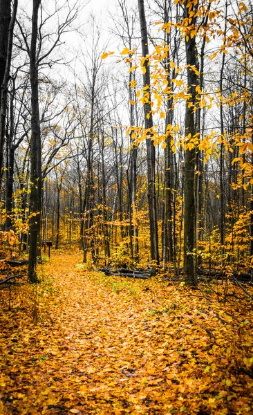 Vista Panoramica Dell Autunno Mattino — Foto Stock