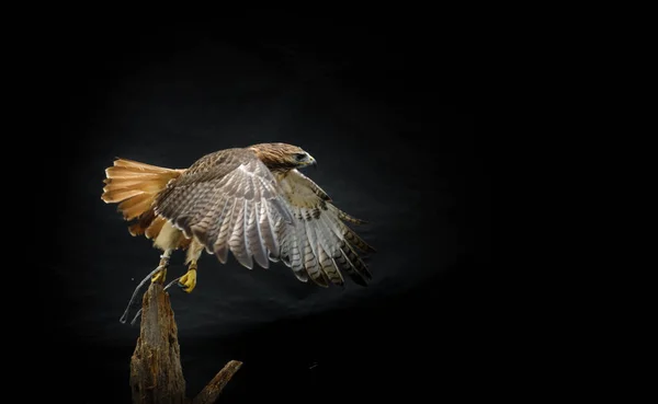 Vista Lateral Pássaro Falcão Ferruginoso Voando Para Longe Tronco Árvore — Fotografia de Stock