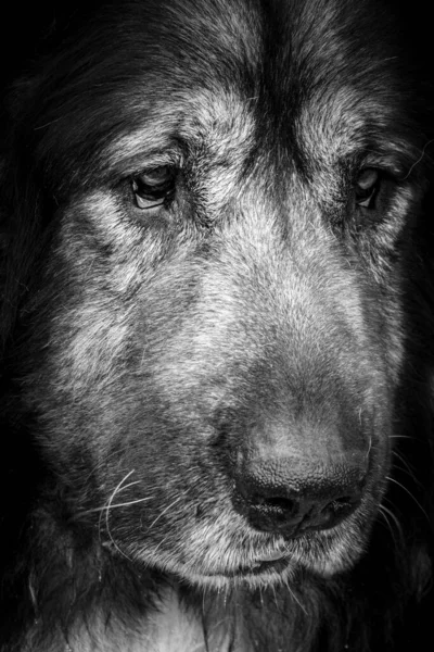 Macro Disparo Cara Perro Triste —  Fotos de Stock