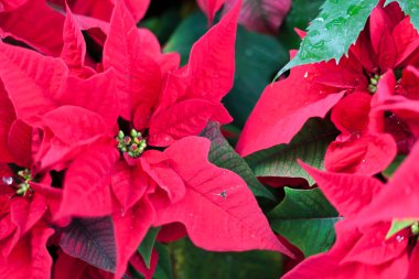 Parlak kırmızı poinsettias bahçede açık havada Konservatuarı Noel sezonunda Allan Gardens, Toronto, Ontario, Kanada
