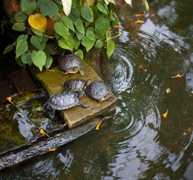 Kaplumbağa taş Allan Gardens
