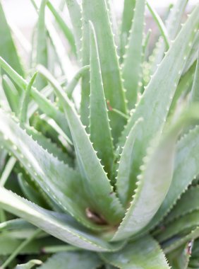 Bahçedeki aloe vera bitkisi