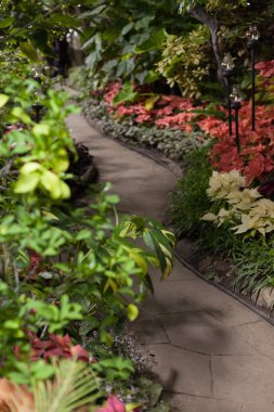 Poinsettias ve bitkiler Allan Gardens, Toronto, Ontario, Kanada ile kaplı yolu