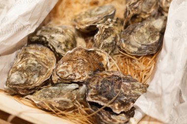 İstiridye Satılık bir piyasa ahır, La Boqueria Market, Barcelona, Katalonya, İspanya görüntüleme