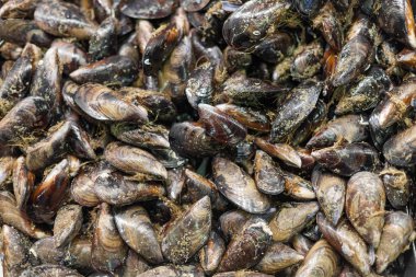 Midye bir piyasa ahır, La Boqueria Market, Barcelona, Katalonya, İspanya satışa tam kare