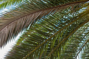 Yeşil palmiye yaprakları