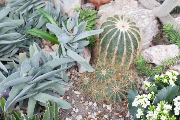 Gros plan sur les plantes de cactus dans le jardin extérieur du Conservatoire pendant la période des Fêtes à Allan Gardens, Toronto, Ontario, Canada — Photo