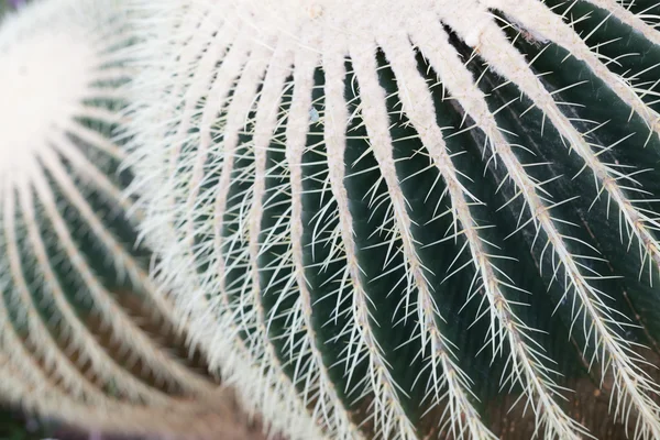 Dekorativní ostnaté zlatý barrel cactus — Stock fotografie