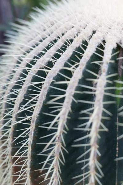 Dekorativní ostnaté zlatý barrel cactus — Stock fotografie