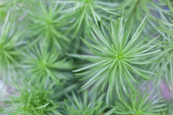 Pełna rama zielonych roślin w ogrodzie oranżerii na zewnątrz w okresie Bożego Narodzenia w Allan Gardens, Toronto, Ontario, Kanada — Zdjęcie stockowe