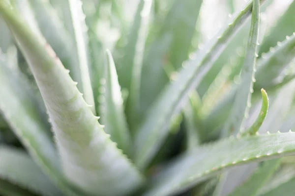 Fullständig ram av aloe vera växt i vinterträdgården trädgård under julen på Allan Gardens, Toronto, Ontario, Kanada — Stockfoto