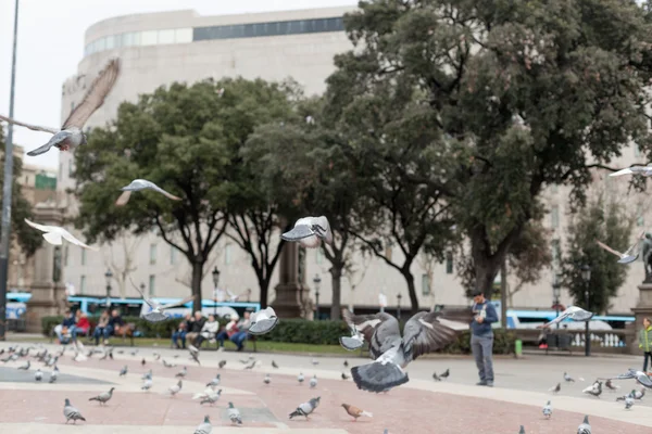 Flock of pigeons perching on ground