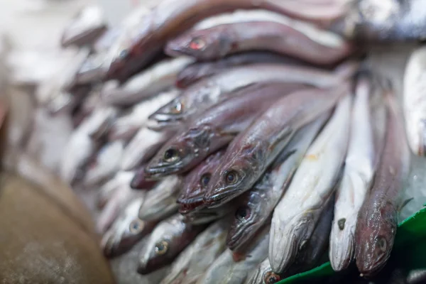 Heap of frozen horse mackerels for sale — Stock Photo, Image