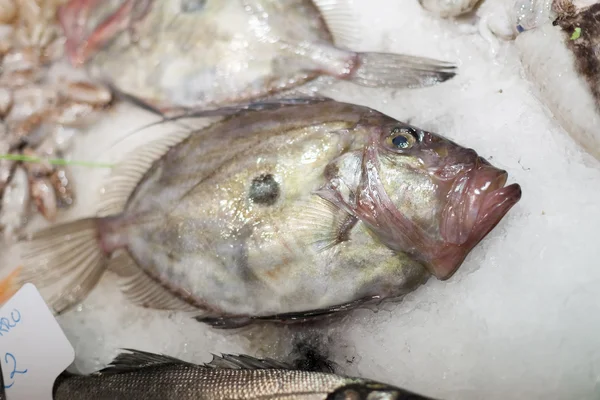 Pesce grigio congelato in vendita in un mercato , — Foto Stock