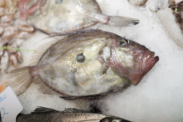 Peixe cinzento congelado para venda num mercado , — Fotografia de Stock