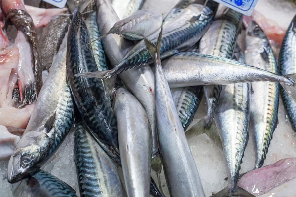 Donmuş mackerels bir pazarda Satılık — Stok fotoğraf