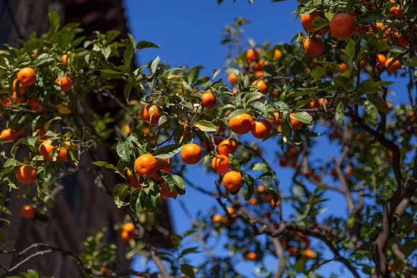 Oranger dans le jardin, Barcelone, Catalogne, Espagne — Photo