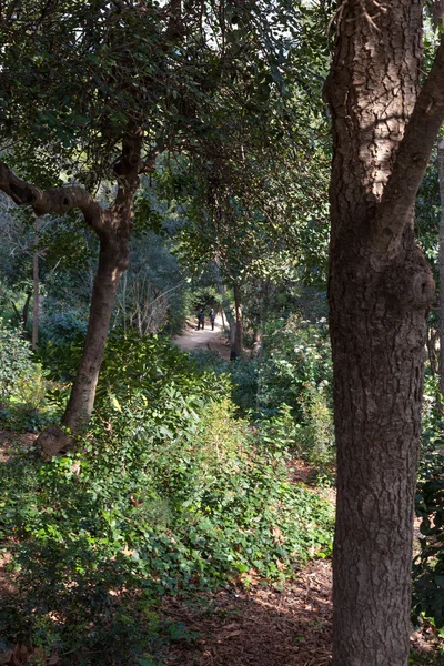 Turisti che camminano sul sentiero in una foresta — Foto Stock