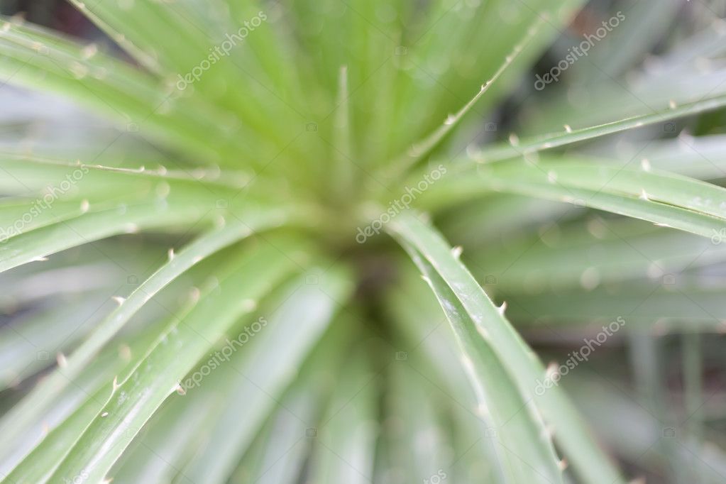 Full Frame Of Aloe Vera Plant In Conservatory Garden During The